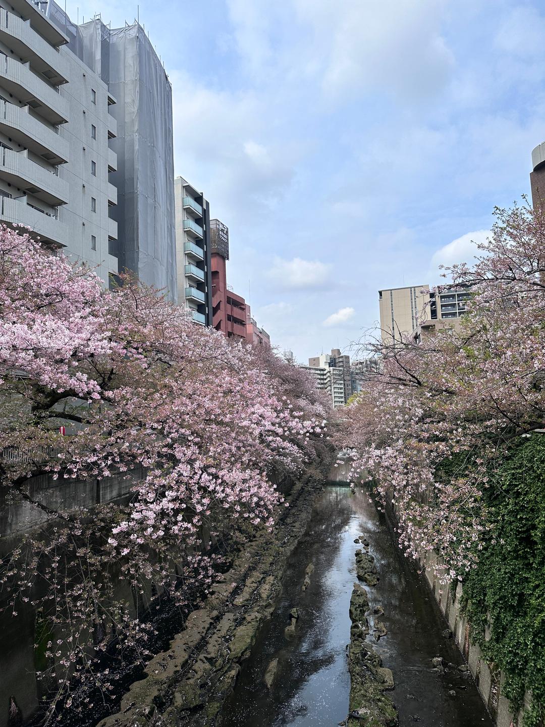 開箱｜早稻田WID國際學生宿舍🐰🤍😍